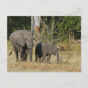 Mama und glückliche Elefantenpostkarte Postkarte
