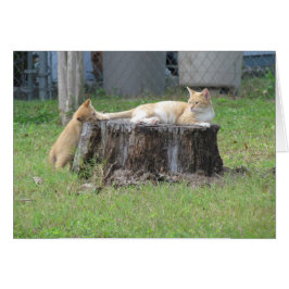 Mama-und Kätzchen-Anerkennungs-Karte