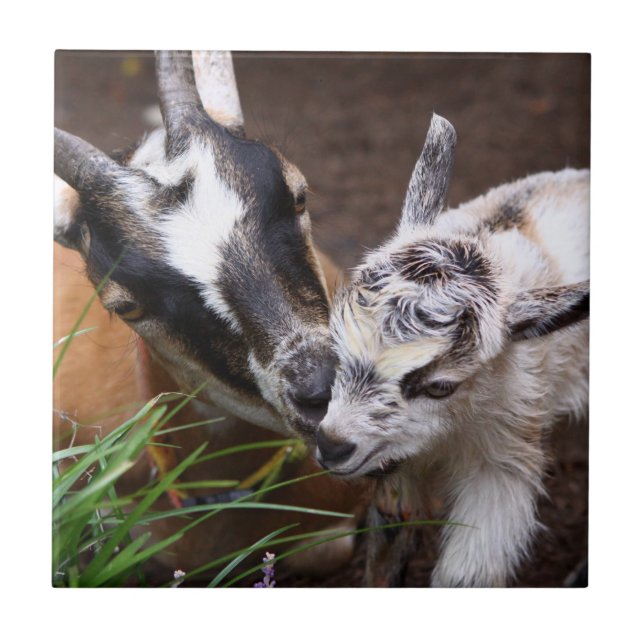 Mama und Kinderziege Fliese (Vorderseite)