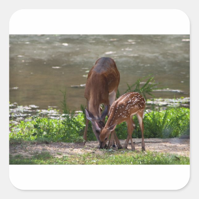 Mama Whitetail Deer und Fawn Quadratischer Aufkleber (Vorderseite)