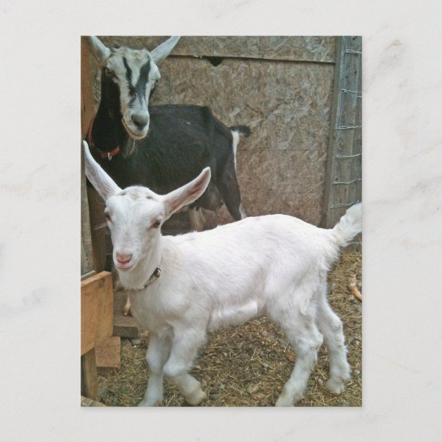 Mama Zoe mit Little Daisy Postcard Postkarte (Vorderseite)