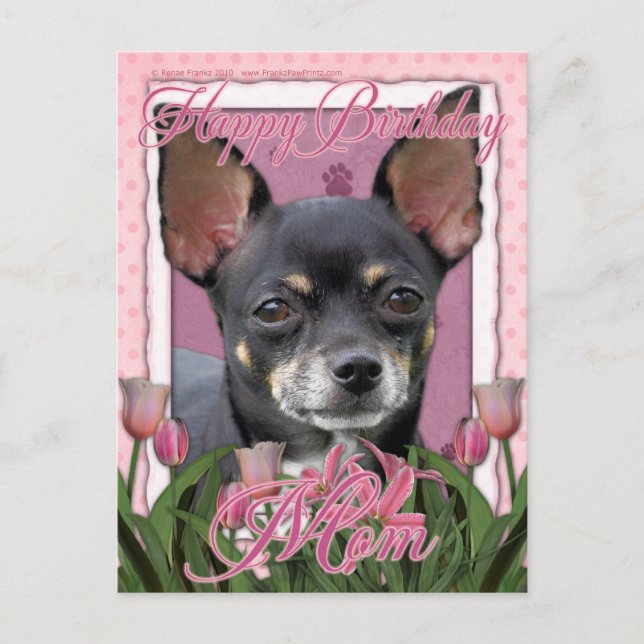 Mama zum Geburtstag - Chihuahua - Isabella Postkarte (Vorderseite)
