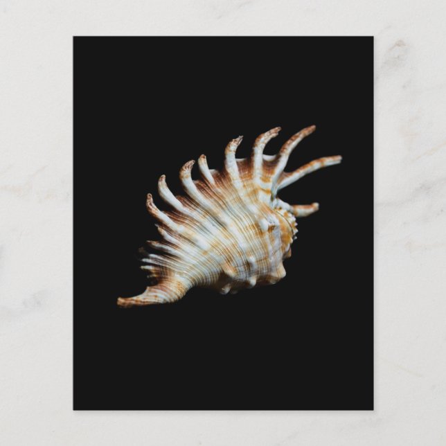 Mambeda Lambis Shell Spinne Flyer (Vorne)