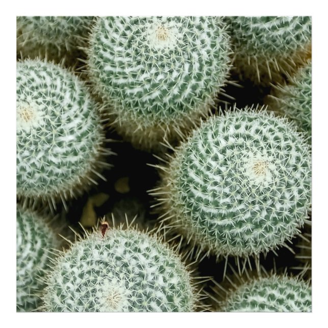 Mammillaria hahniana fotodruck (Vorne)