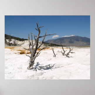 Mammoth Hot Springs Hauptterrasse Poster