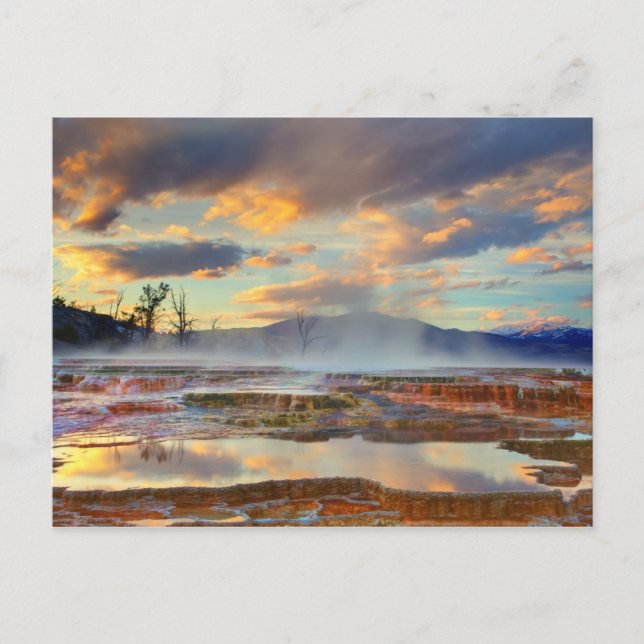 Mammoth Hot Springs Postkarte (Vorderseite)