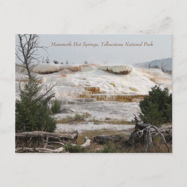 Mammoth Hot Springs, Yellowstone Nationalpark Postkarte (Vorderseite)