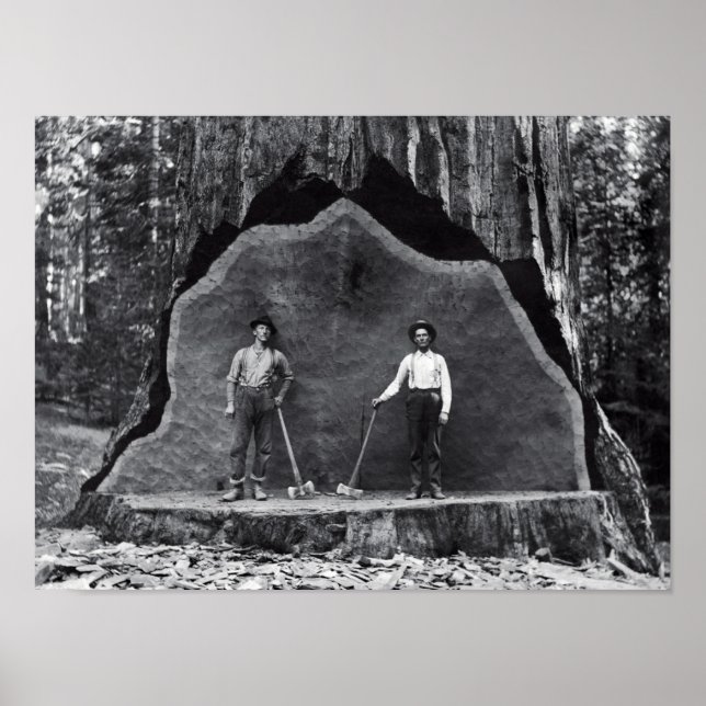 MAMMOTH SEQUOIA c. 1878 Poster (Vorne)