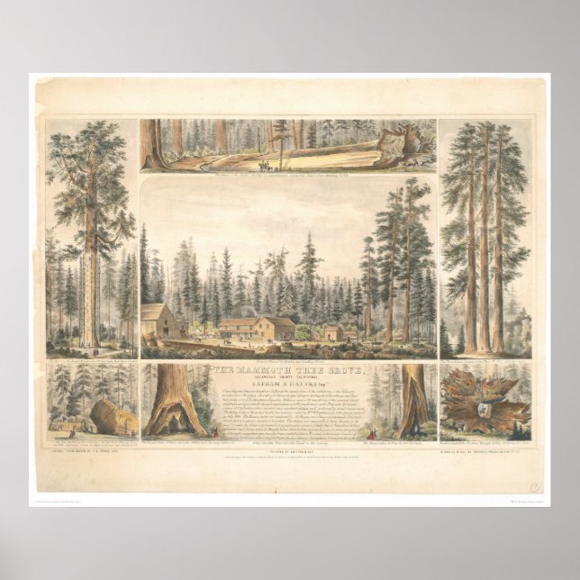 Mammoth Tree Grove (0976A) Poster (Vorne)