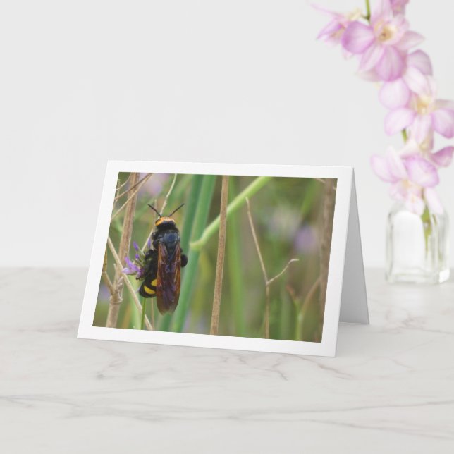 Mammoth wasp - Megascolia maculata Card Karte (Orchidee)