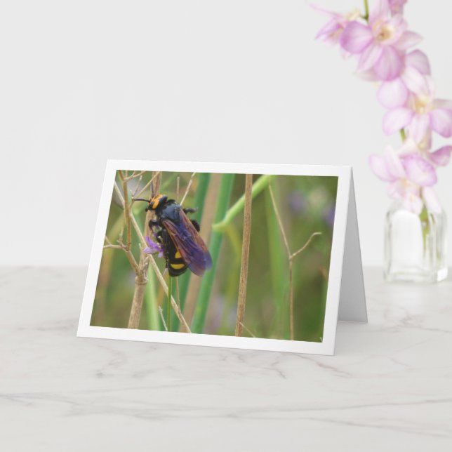 Mammoth wasp - Megascolia maculata Card Karte (Orchidee)
