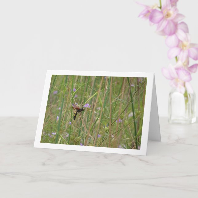 Mammoth wasp - Megascolia maculata Karte (Orchidee)