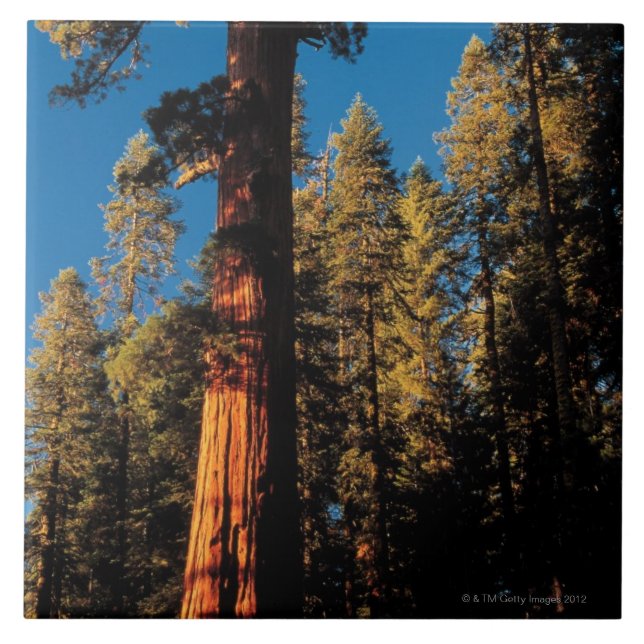 Mammutbaum-Nationalpark, Kalifornien 2 Fliese (Vorderseite)