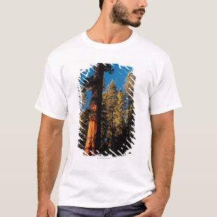Mammutbaum-Nationalpark, Kalifornien 2 T-Shirt