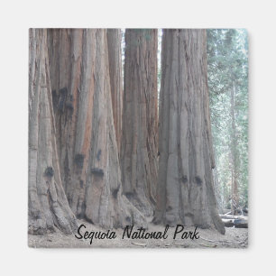 Mammutbaum-Nationalpark Magnet