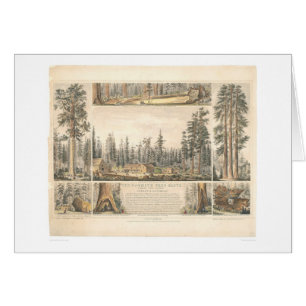 Mammutbaum-Waldung (0976A)