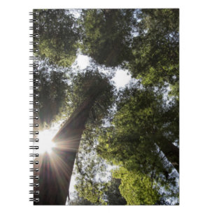Mammutbäume, Humboldt Redwoods State Park Notizblock