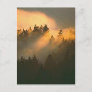 Mammutbäume im Küstennebel, Marin County, Postkarte