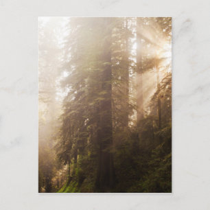 Mammutbäume im Morgennebel mit Sonnenstrahlen Postkarte