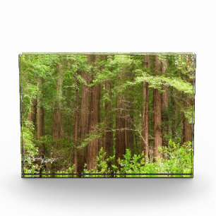 Mammutbäume im Muir Woods National Monument Fotoblock