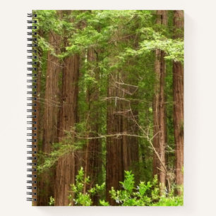 Mammutbäume im Muir Woods National Monument Notizbuch