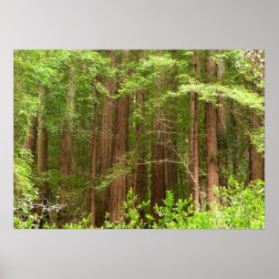 Mammutbäume im Muir Woods National Monument Poster