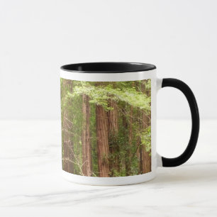 Mammutbäume im Muir Woods National Monument Tasse