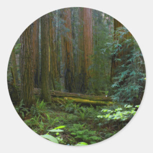 Mammutbäume im Muir Woods National Park Runder Aufkleber