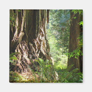 Mammutbäume Magnet Große Redwoods-Wald