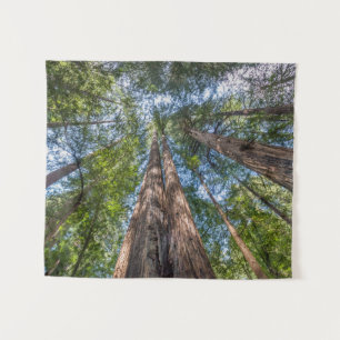 Mammutbäume Marin County, Kalifornien Wandteppich