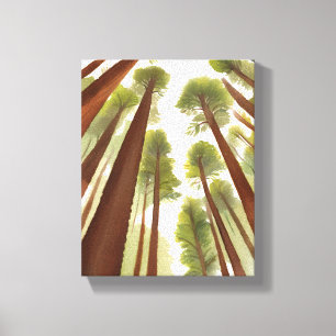 Mammutbäume   Redwood National Park Aquarell Leinwanddruck