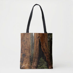 Mammutbäume, Sequoia-Nationalpark