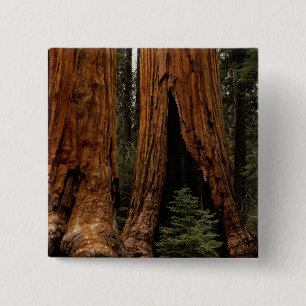 Mammutbäume, Sequoia-Nationalpark. Button