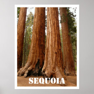 Mammutbäume, Sequoia-Nationalpark, Kalifornien Poster