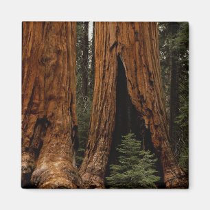 Mammutbäume, Sequoia-Nationalpark. Magnet