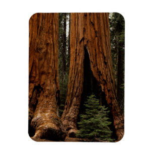 Mammutbäume, Sequoia-Nationalpark. Magnet