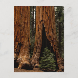 Mammutbäume, Sequoia-Nationalpark. Postkarte
