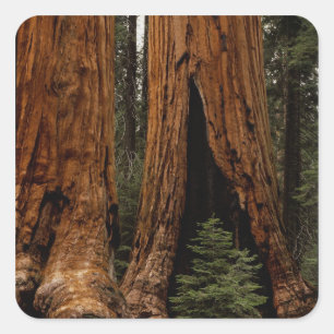 Mammutbäume, Sequoia-Nationalpark. Quadratischer Aufkleber