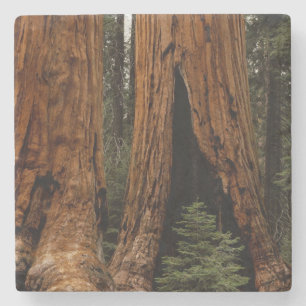 Mammutbäume, Sequoia-Nationalpark. Steinuntersetzer