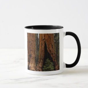 Mammutbäume, Sequoia-Nationalpark. Tasse
