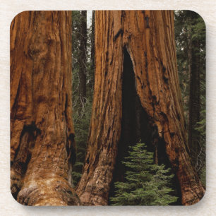 Mammutbäume, Sequoia-Nationalpark. Untersetzer