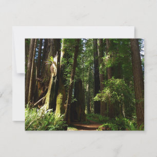 Mammutbäume und Farne im Redwood National Park