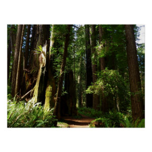 Mammutbäume und Farne im Redwood National Park Poster