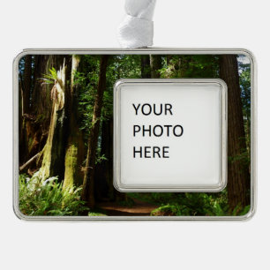 Mammutbäume und Farne im Redwood National Park Rahmen-Ornament Silber
