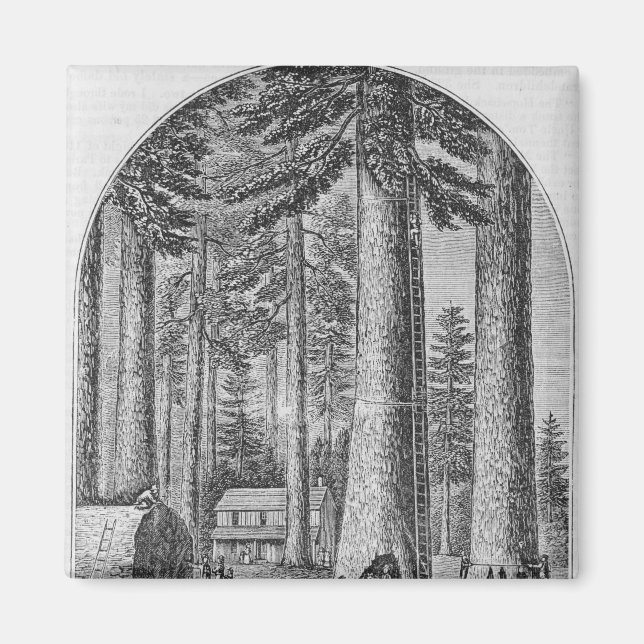 Mammutbaumhain im Tal des Magnet (Vorne)