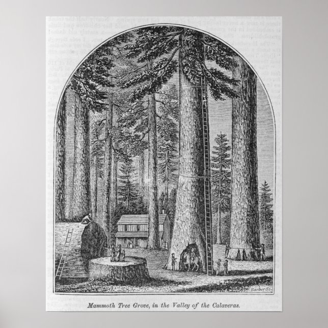 Mammutbaumhain im Tal des Poster (Vorne)