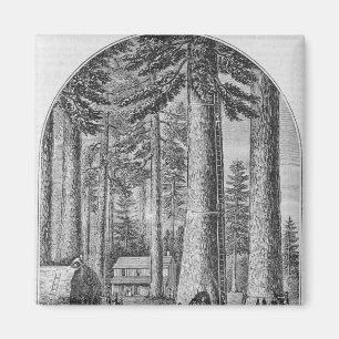 Mammutbaumwaldung im Tal von Magnet