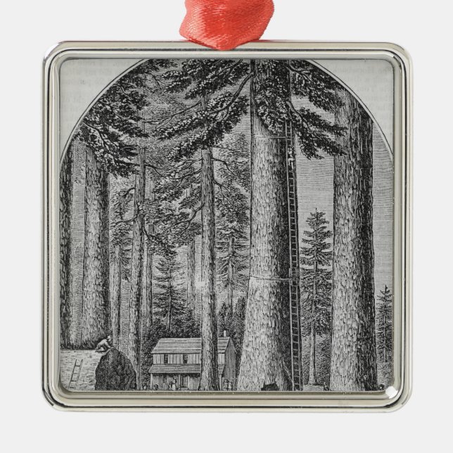 Mammutbaumwaldung im Tal von Silbernes Ornament (Vorne)