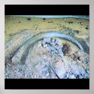 Mammutstoßzahn (2) poster