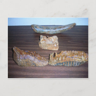 Mammutzähne Stoßspitze Postkarte